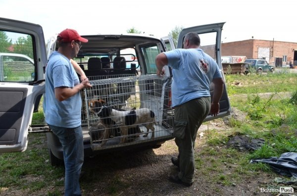 Як болгари каструють луцьких бродячих котів і собак. ФОТО