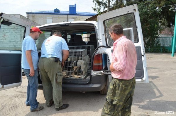 Як болгари каструють луцьких бродячих котів і собак. ФОТО