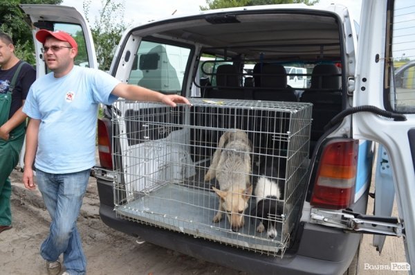 Собак перевозять у клітках, а потім відпускають