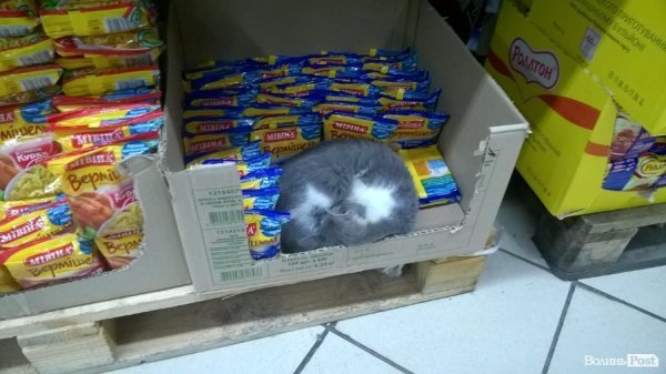У луцькому супермаркеті поселився кіт. ФОТОФАКТ
