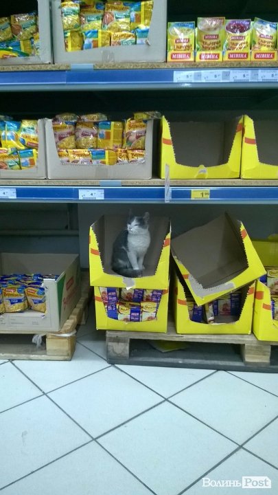 У луцькому супермаркеті поселився кіт. ФОТОФАКТ