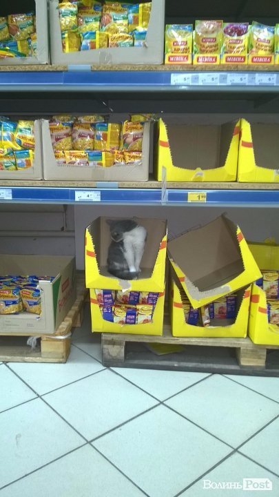 У луцькому супермаркеті поселився кіт. ФОТОФАКТ