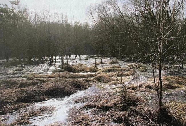 Сморід та шкідливі речовини: на Волині м'ясокомбінат забруднив землю відходами. ФОТО