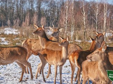 Як на Волині мешкають 12 благородних оленів. ФОТО