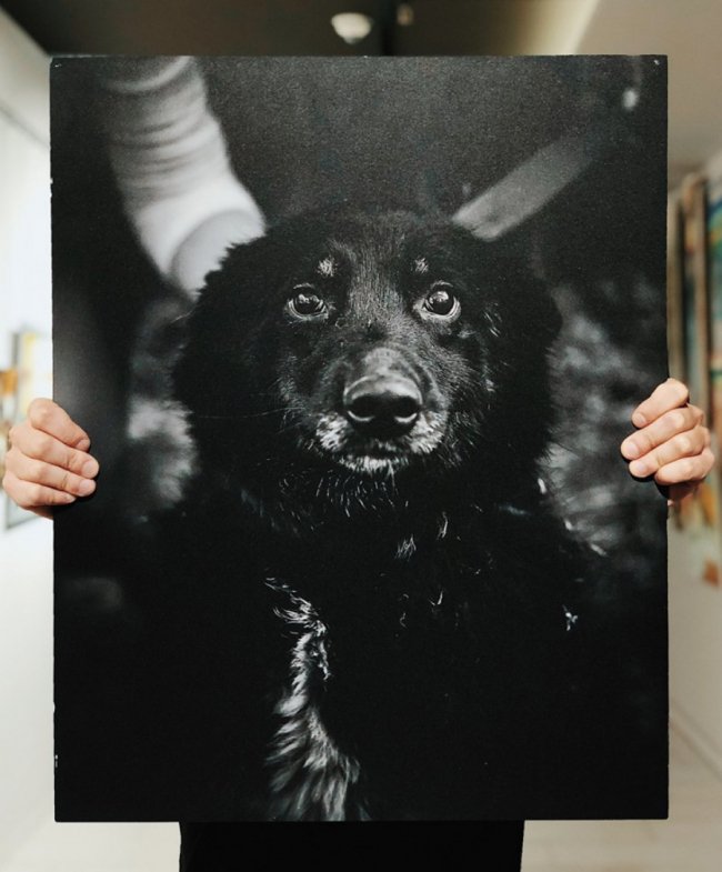 У Луцьку стартував аукціон на підтримку безпритульних тварин. ФОТО