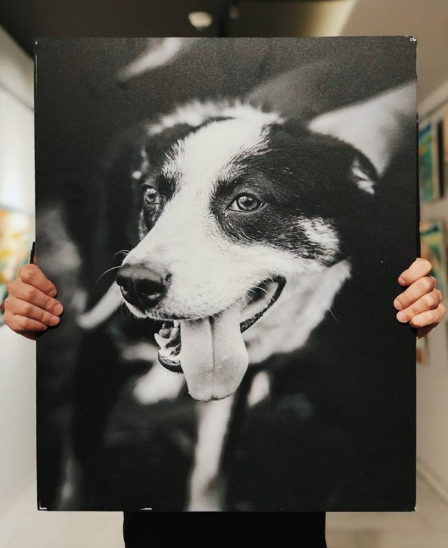 У Луцьку стартував аукціон на підтримку безпритульних тварин. ФОТО