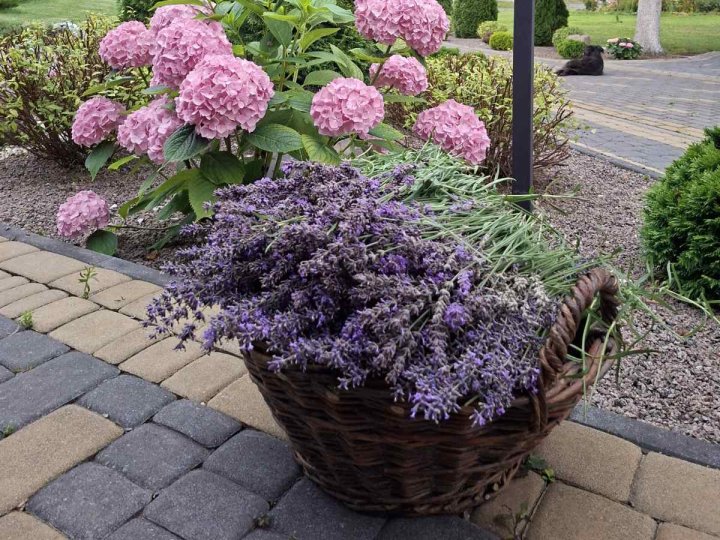 За донат на ЗСУ або молитву: у монастирі під Луцьком роздають лаванду