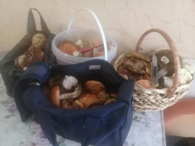 Заступник голови Волинської облради назбирав декілька кошиків грибочків. ФОТО