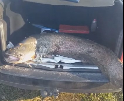 На Рівненщині рибалка упіймав гігантського сома. ФОТО