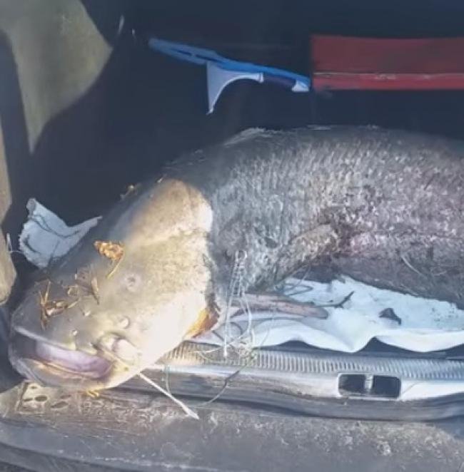 На Рівненщині рибалка упіймав гігантського сома. ФОТО