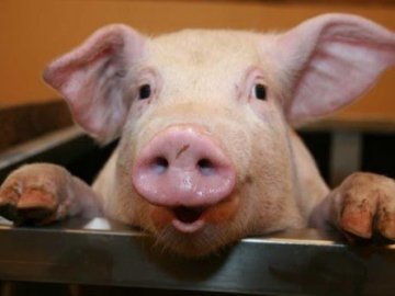 Волинська свиня може стати всеукраїнським символом 2019 року. ВІДЕО