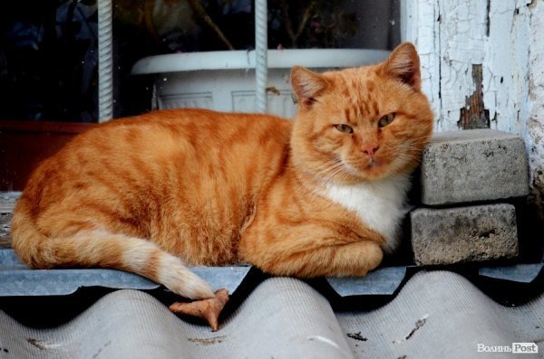 Фотопогляд: проспект Перемоги