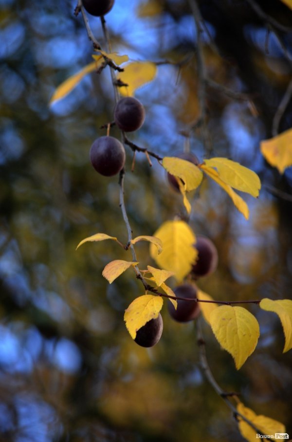 Фотопогляд: проспект Перемоги