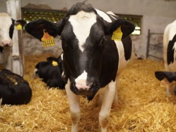 Волинським господарствам виплачуватимуть до тисячі гривень за кожну корову