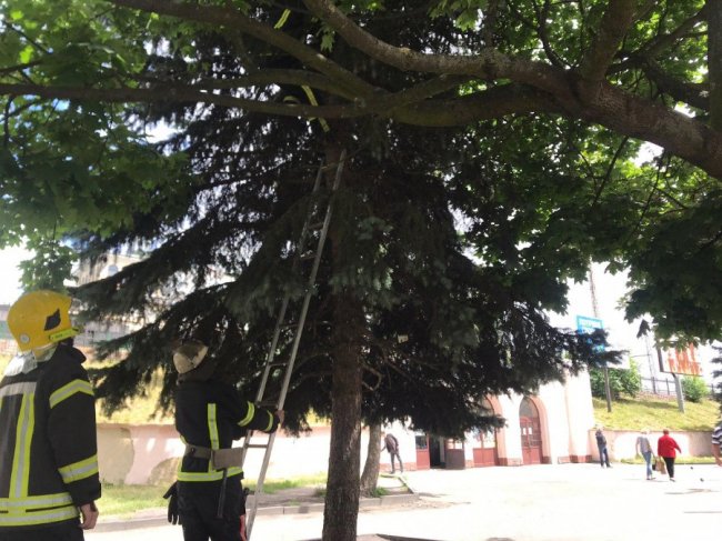 Волинські надзвичайники врятували кошеня, яке сиділо на верхівці дерева