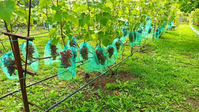 Одне гроно – 2,5 кілограми: волинський аграрій вирощує понад пів сотню сортів винограду. ФОТО