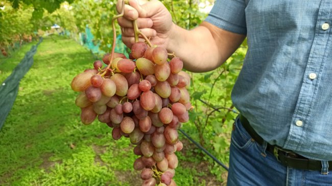 Одне гроно – 2,5 кілограми: волинський аграрій вирощує понад пів сотню сортів винограду. ФОТО