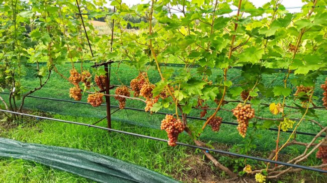 Одне гроно – 2,5 кілограми: волинський аграрій вирощує понад пів сотню сортів винограду. ФОТО