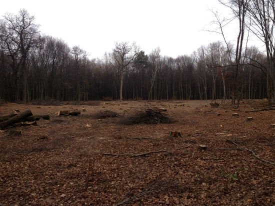 Прокуратуру просять розібратися, хто рубає ліс під Луцьком. ДОКУМЕНТ