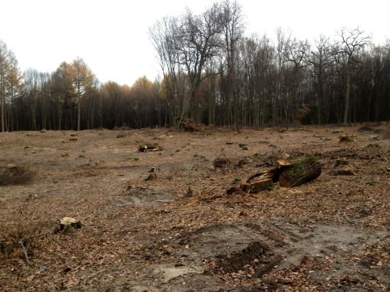 Прокуратуру просять розібратися, хто рубає ліс під Луцьком. ДОКУМЕНТ