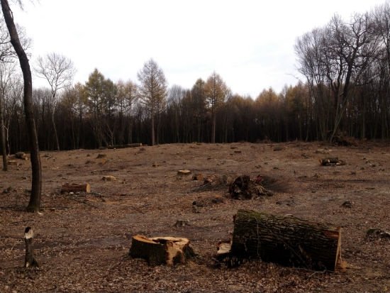 Прокуратуру просять розібратися, хто рубає ліс під Луцьком. ДОКУМЕНТ