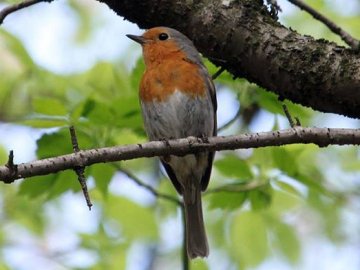 Руда, пухнаста і схожа на кульку: показали пернату мешканку природного парку на Волині. ФОТО