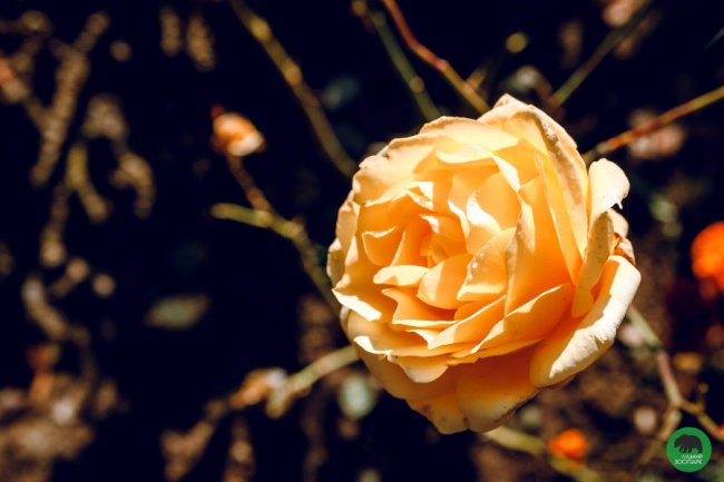 Жовтогаряча осінь у Луцькому зоопарку. ФОТО