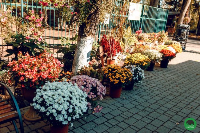 Жовтогаряча осінь у Луцькому зоопарку. ФОТО