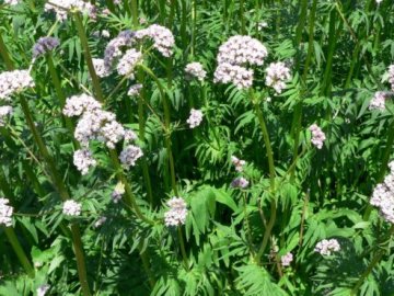 На Волині започатковують вирощування валеріани