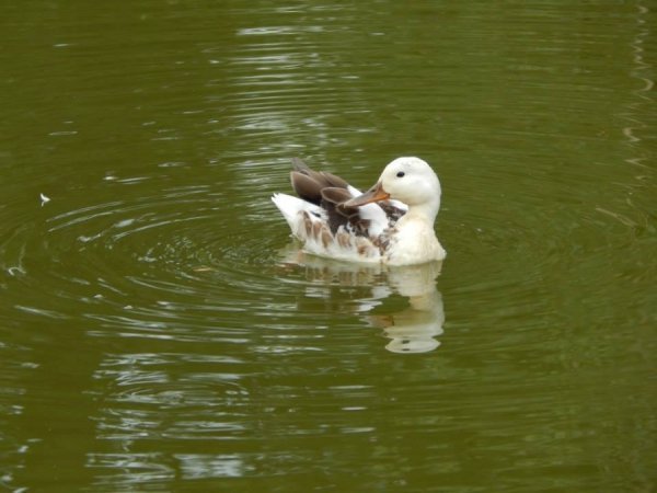  У Луцькому зоопарку ‒ унікальний птах. ФОТО