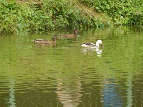  У Луцькому зоопарку ‒ унікальний птах. ФОТО