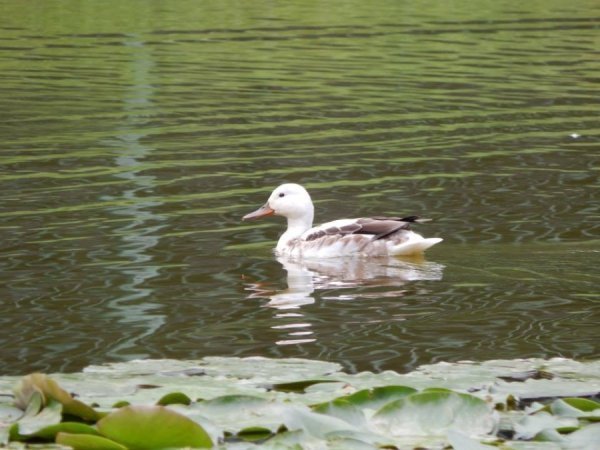  У Луцькому зоопарку ‒ унікальний птах. ФОТО