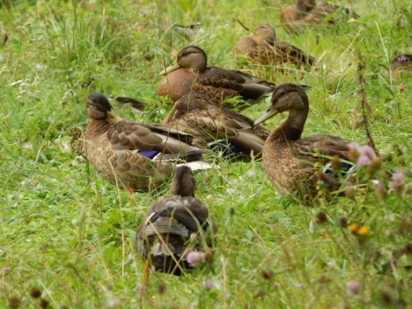  У Луцькому зоопарку ‒ унікальний птах. ФОТО