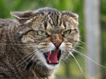 Після укусу кота волинянка «підчепила» сказ