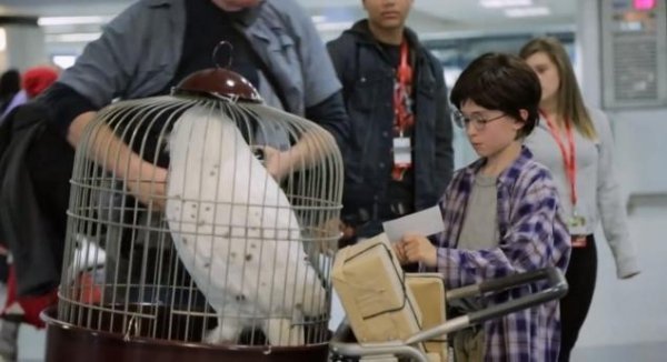 У США бачили справжнього Гаррі Поттера, який шукав Хоґвартс. ФОТО. ВІДЕО