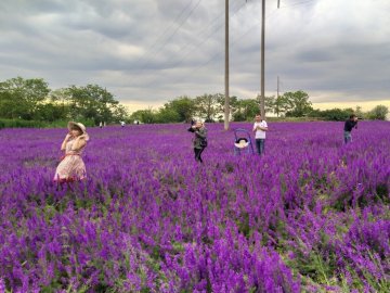 Фіолетові поля квітів