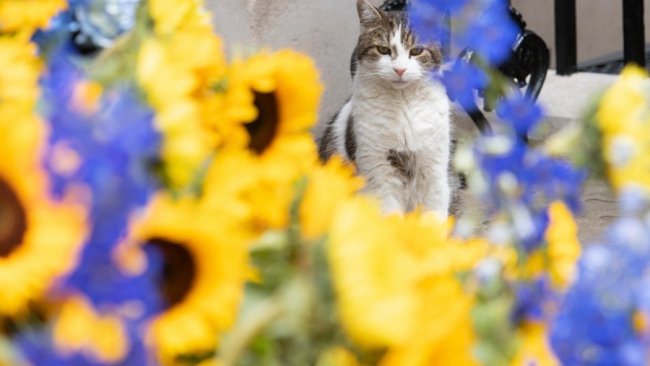 Резиденцію прем'єра Великої Британії прикрасили квітами кольорів прапора України. ФОТО