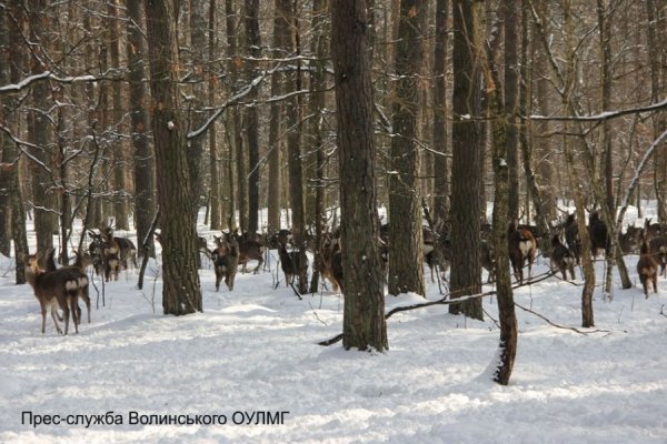 Як школярі звірів годували. ФОТО