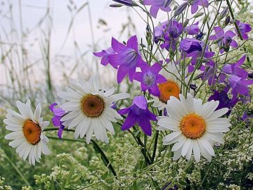 Погода у Луцьку та Волинській області на завтра, 5 липня