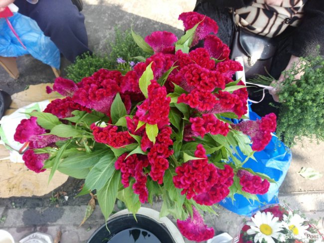 «Квітковий бум» на перший дзвоник: ціни в Луцьку. ФОТО