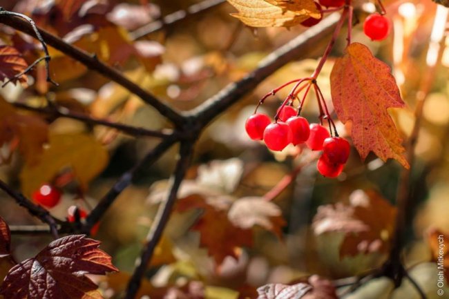 Луцький фотограф показав красу осені