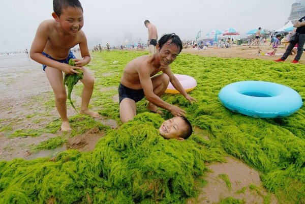 35. Чоловік зі своїм сином в китайській провінції Циндао, де сталося небувале нашестя зелених водоростей. З червня з міських пляжів вивезли понад 50,000 тонн водоростей