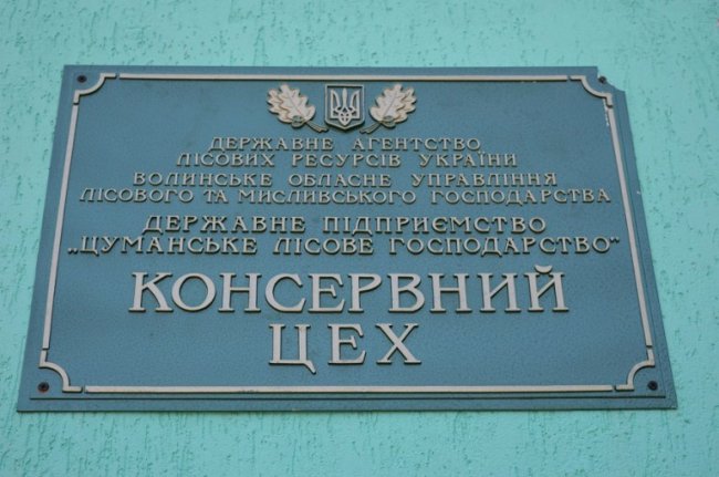 Рекордного збору чорниці на Волині не чекають