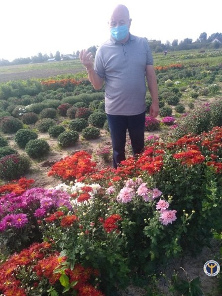 Родина з Волині вирощує 80 сортів хризантем. ФОТО