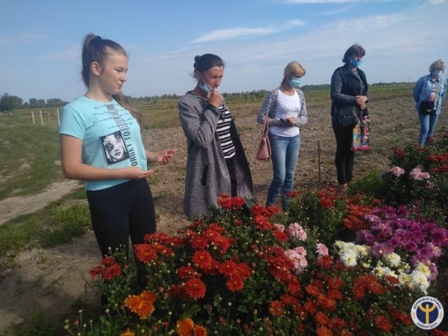 Родина з Волині вирощує 80 сортів хризантем. ФОТО