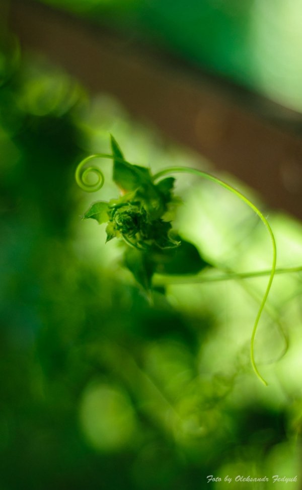 Фотовиставка Олександра Федюка. ФОТО