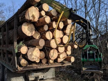 Судитимуть членів банди, які збували на Волині крадений ліс із інших областей