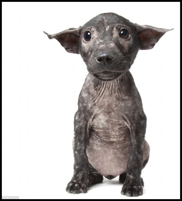 Позитивні тваринки. ФОТО