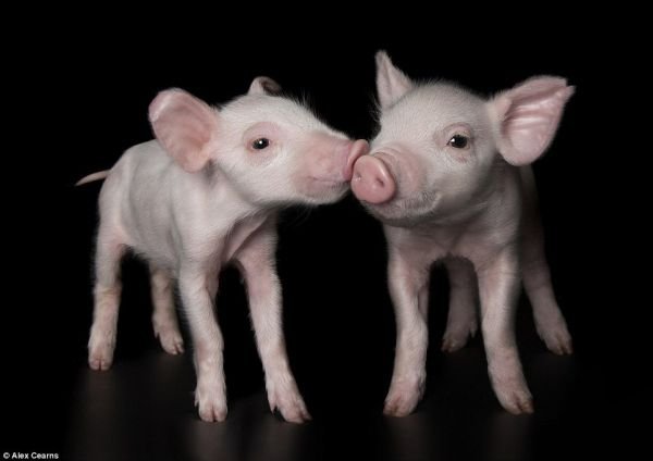 Позитивні тваринки. ФОТО