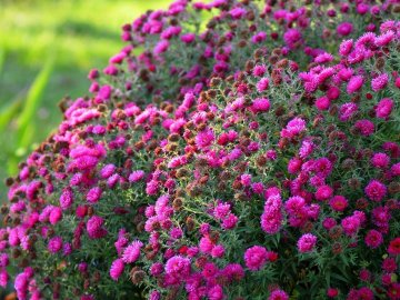 Опублікували неймовірні фото осінніх квітів у луцькому звіринці